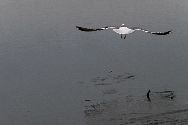 Gavià argentat ( Larus michahellis )