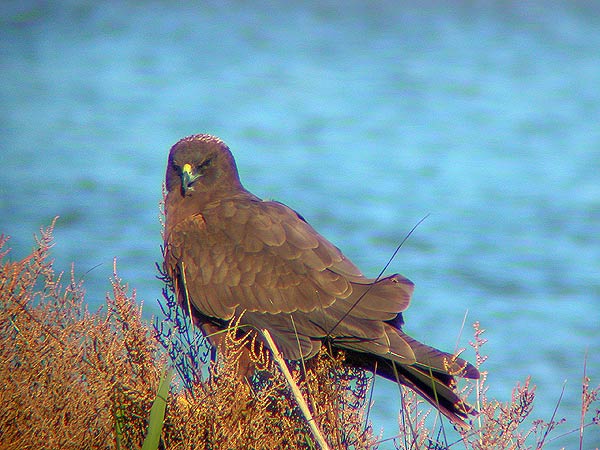 Arpella (provant el telescopi)