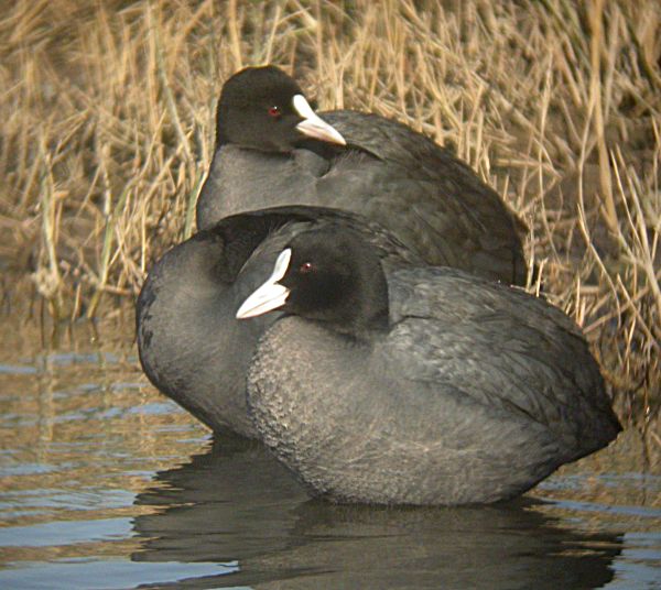 Fotja vulgar (Fulica atra)