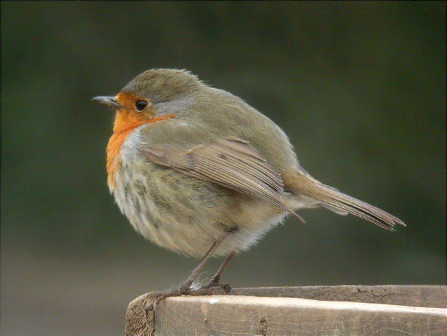 Pit Roig (Erithacus rubecula)