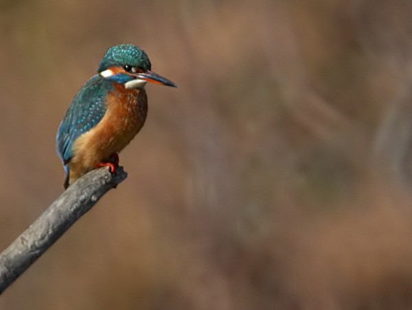 Blauet (Alcedo atttis)