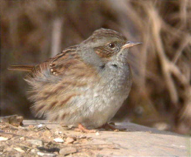 Pardal de bardissa (Prunella modularis)