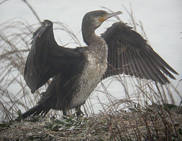 Corbs Marins Grossos (Phalacrocorax carbo) 1/3