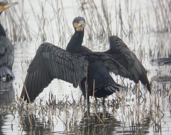 Corbs Marins Grossos (Phalacrocorax carbo) 2/3