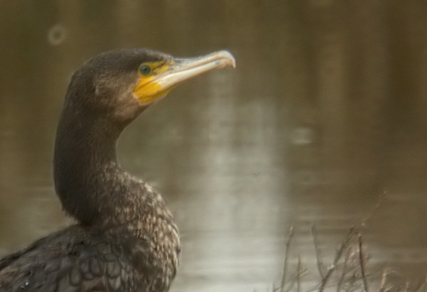 Corbs Marins Grossos (Phalacrocorax carbo) 3/3