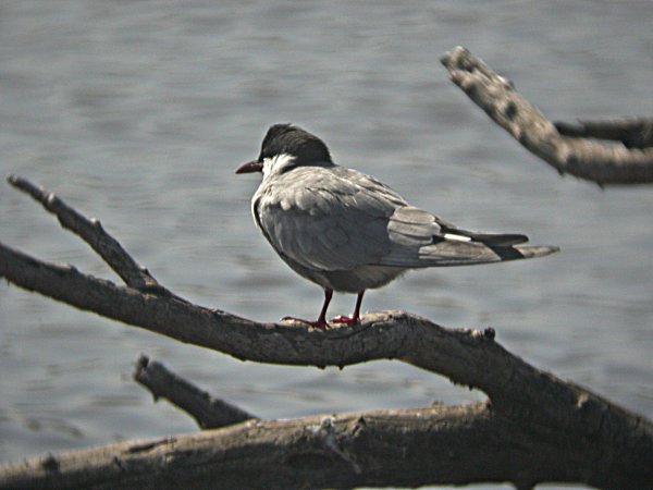 Fumarell Carablanc (Chlidonias hybridus)