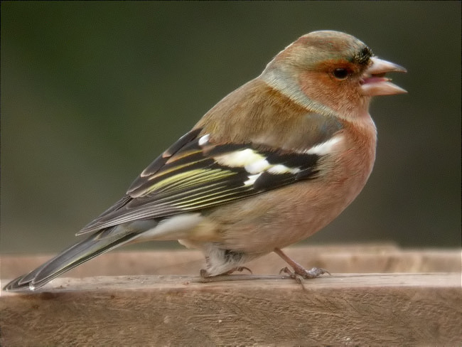 Pinsà comú (Fringilla coelebs)