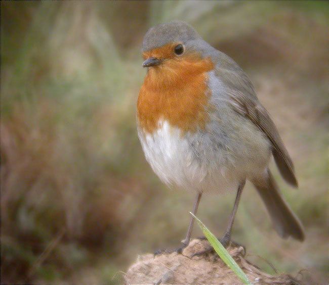 Pit roig (Erithacus rubecula)