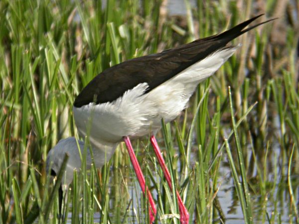 Cames Llargues (Himantopus himantopus)