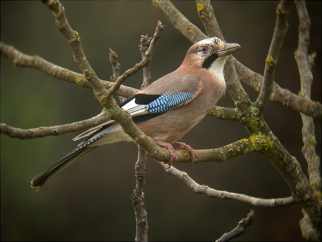 Gaig (Garrulus grandarius)