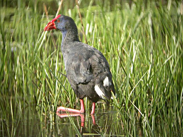 Polla Blava (Porphyrio porphyrio)