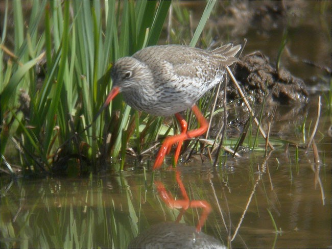 Gamba roja vulgar (Tringa totanus)