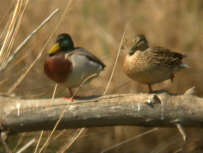 Ànec coll-verd (Anas platyrhynchos)