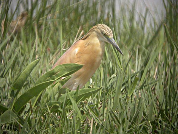 Martinet Ros (Ardeola ralloides)