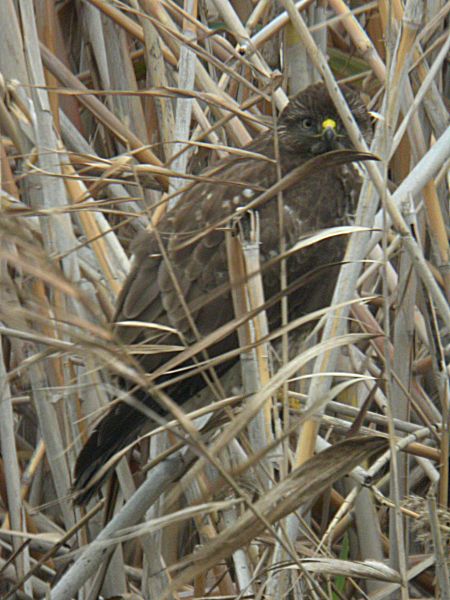 Aligot (Buteo buteo)