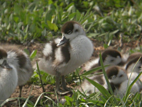 Ànec Blanc (Tadorna tadorna)