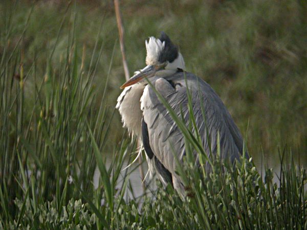 Bernat Pescaire (Ardea cinerea)