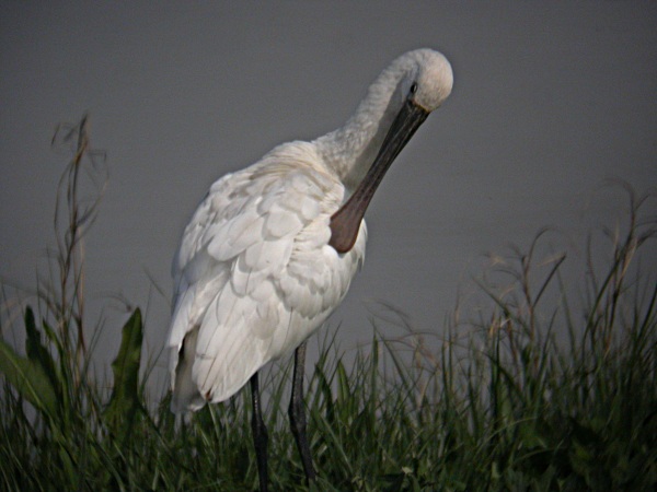 Bec Planer (Platalea leucorodia)