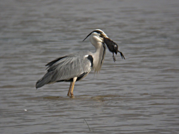 bernat Pescaire (Ardea cinerea) engullendo 2/2