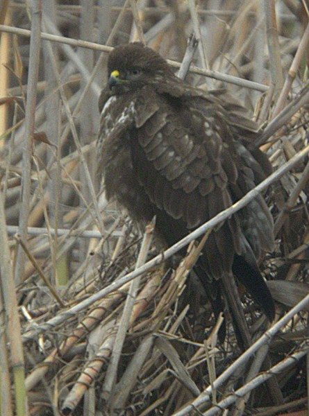 Aligot (Buteo buteo)