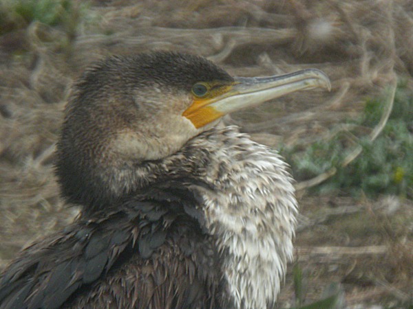 Corb Marí Gros (Phalacrocorax carbo)