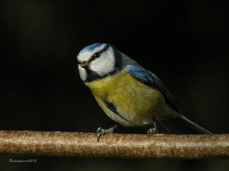 Ocells de la Garrotxa:Mallerenga Blava