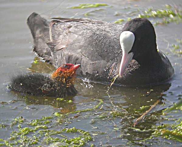 Fotja Vulgar (Fulica atra)