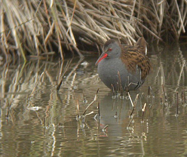 Rascló (Rallus aquaticus)