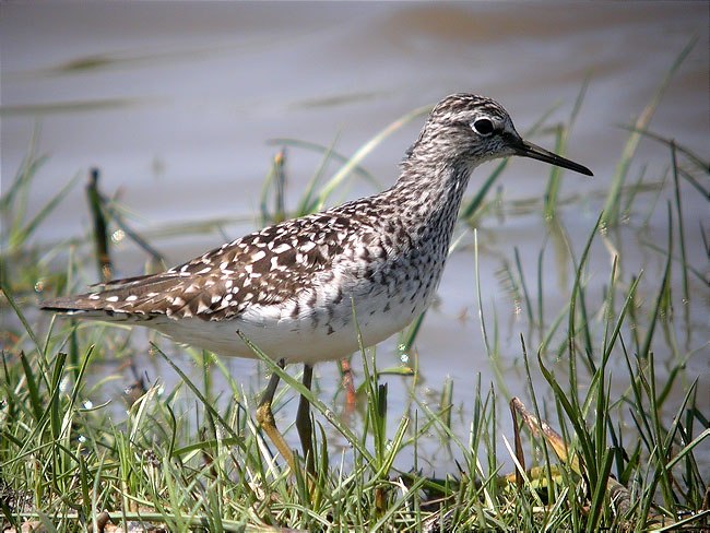 Valona (Tringa glareola)