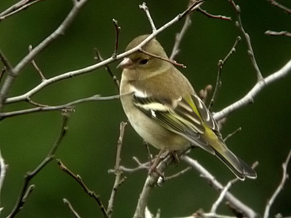 Pinsà comú femella (Fringilla coelebs)