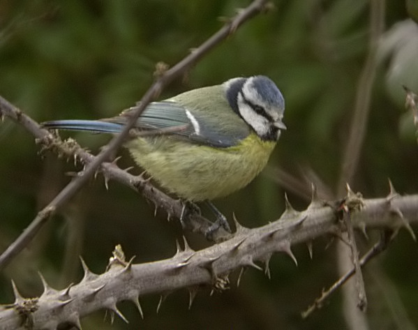 Mallerenga Blava (Parus caeruleus)