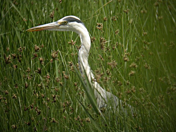 Bernat Pescaire (Ardea cinerea)