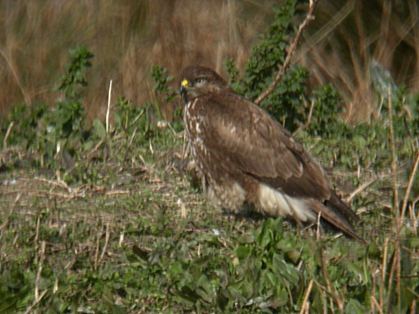 Aligot (Buteo buteo)