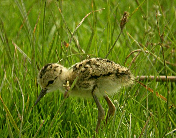 Infantil de Cames Llargues (Himantopus himantopus)