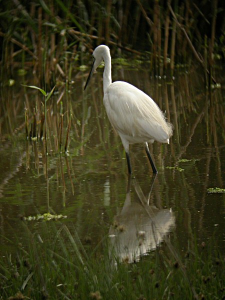 Martinet Blanc (Egretta garzetta)