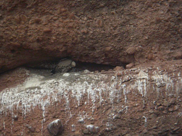 Escenes, de vida al cau, dels voltors (Gyps fulvus) 4/5
