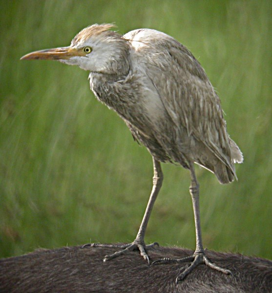 Inmaduro de Esplugabous (Bubulcus ibis)