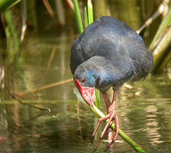 Polla Blava (Porphyrio porphyrio)