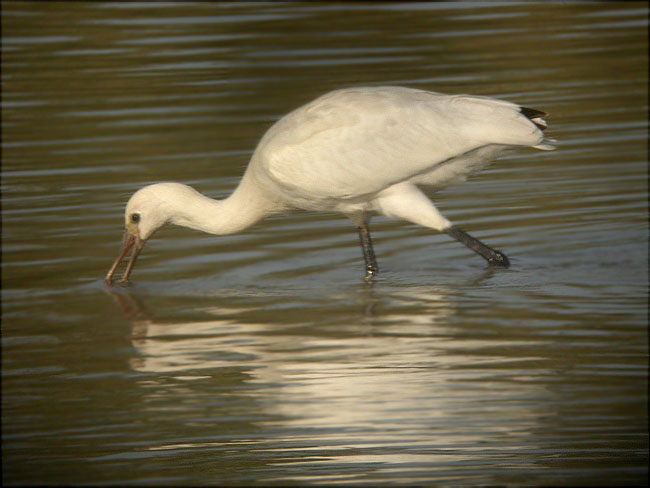 Bec-Planer (Platalea leucorodia)