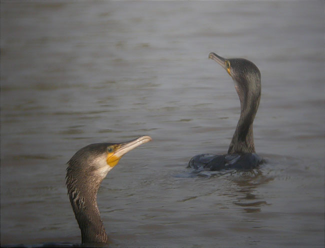 Corb marí gros (Phalacrocorax carbo)