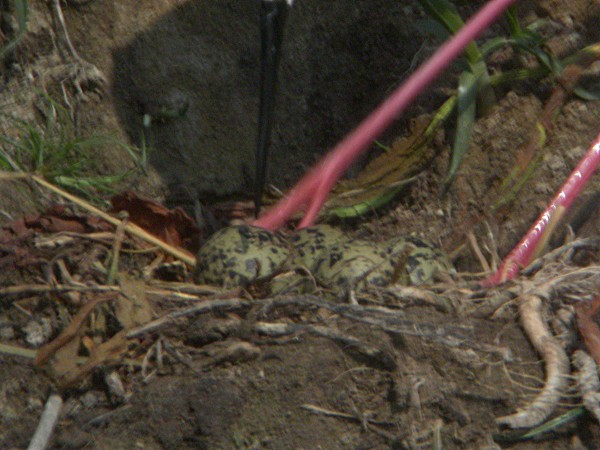 Posta de Cames llargues (Himantopus himantopus) 2/2