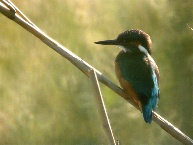 Blauet (Alcedo athis)