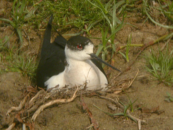 Cames llargues (Himantopus himantopus)