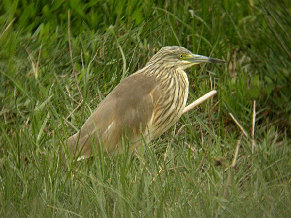 Martinet ros (Ardeola ralloides)