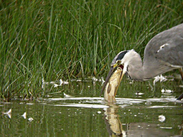 Bernat Pescaire (Ardea cinerea) de pesca