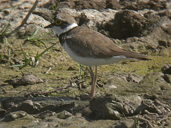 Corriol petit (Charadrius dubius)