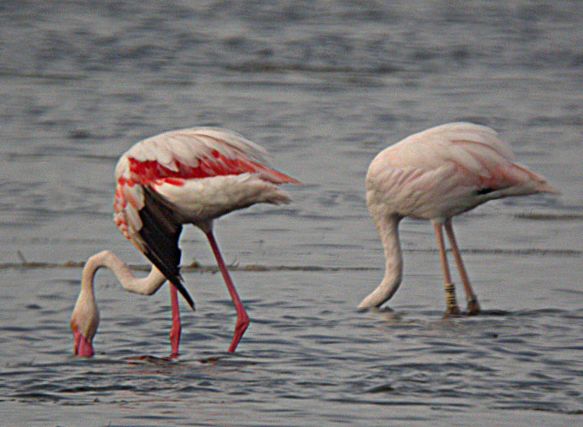 Flamencs (Phoenicopterus ruber)