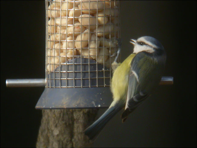 Mallerenga blava (Parus caeruleus)