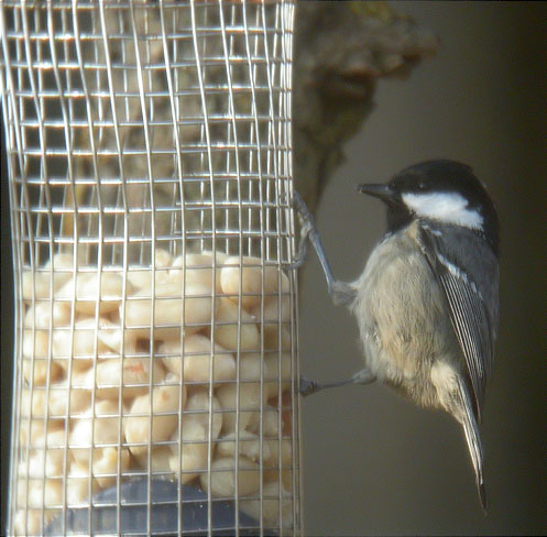 Mallerenga petita (Parus ater)