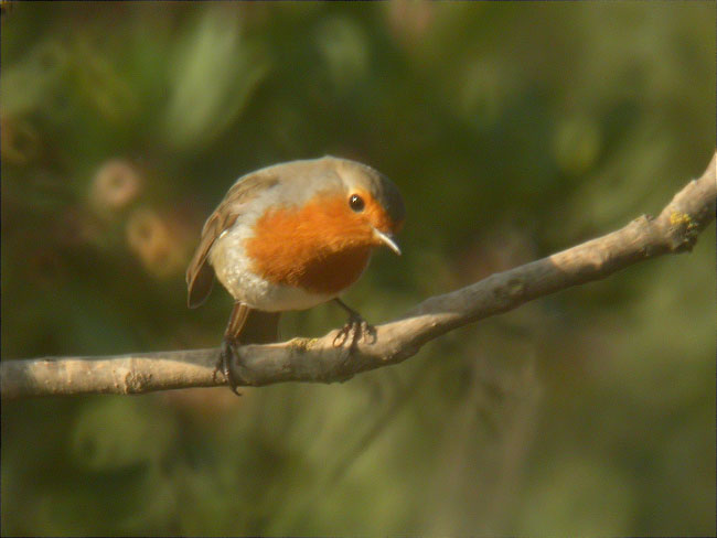 Pit Roig (Erithacus rubecola)